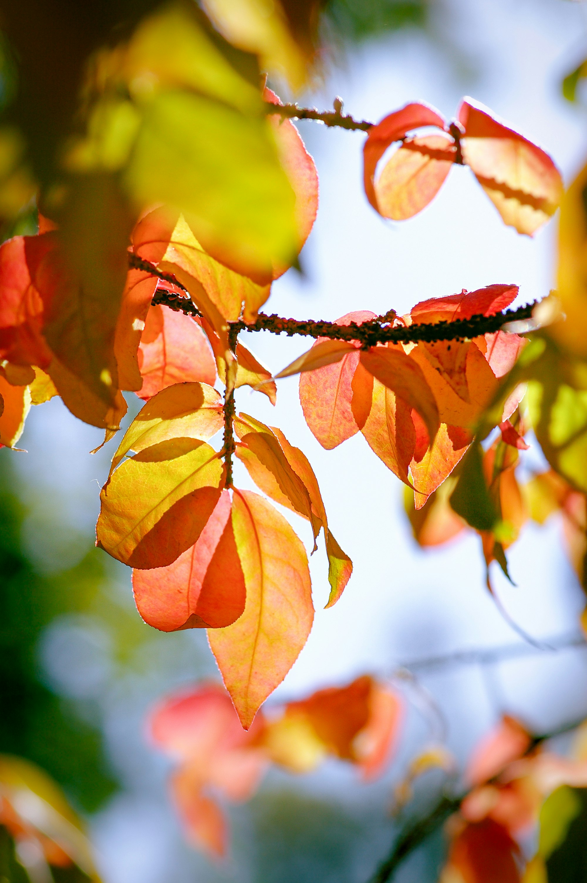 yellow and red leaves in tilt shift lens